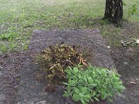 01-25 Domanovszky Endre